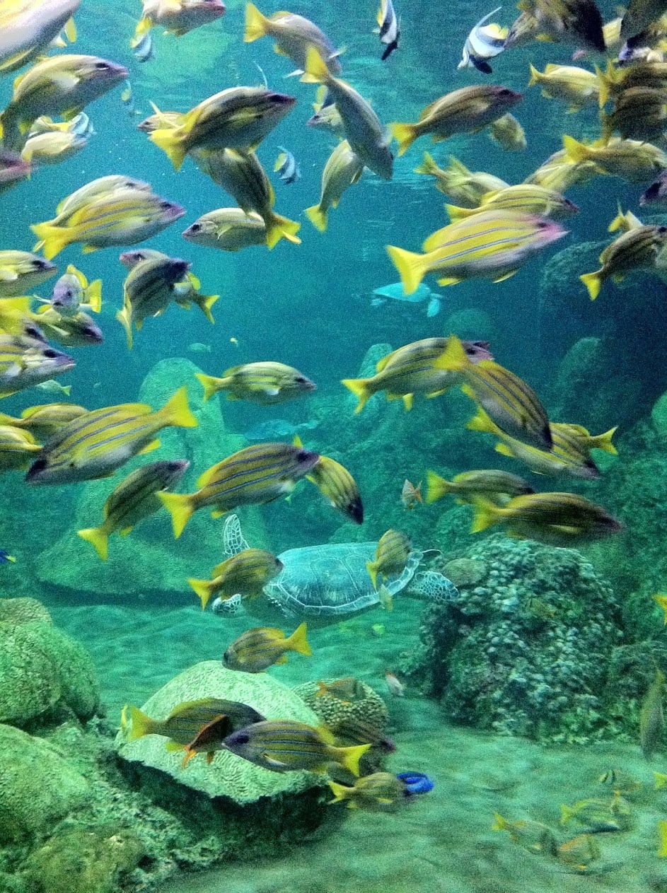 A Day at the New England Aquarium | Stay Near The Boston Aquarium